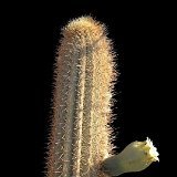 Pilosocereus glaucescens (70 cm nd 95cm H available! exceptional))